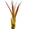 Sale Tillandsia MELANOCRATER S 10 cm – luftplante uden jord Krukkeplanter Indendørs