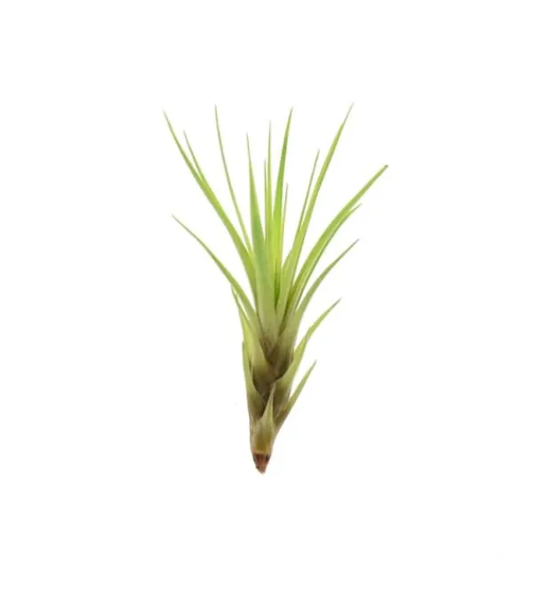 Sale Tillandsia MELANOCRATER S 10 cm – luftplante uden jord Krukkeplanter Indendørs