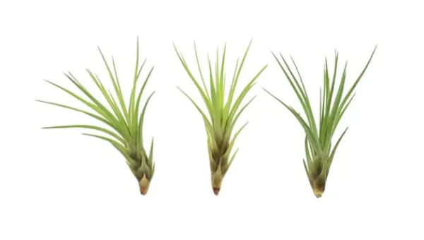 Sale Tillandsia MELANOCRATER S 10 cm – luftplante uden jord Krukkeplanter Indendørs
