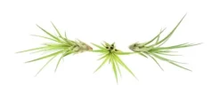 Sale Tillandsia MELANOCRATER S 10 cm – luftplante uden jord Krukkeplanter Indendørs