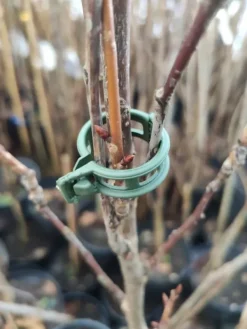 Online TOMATKLIPPER 1000 stk. Krukker & Plantebeholdere