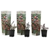 Best Tranebær - Sæt med 3 - Vaccinium macrocarpon 'Cranberry' - Højde 10-20cm - ⌀9cm Buskads