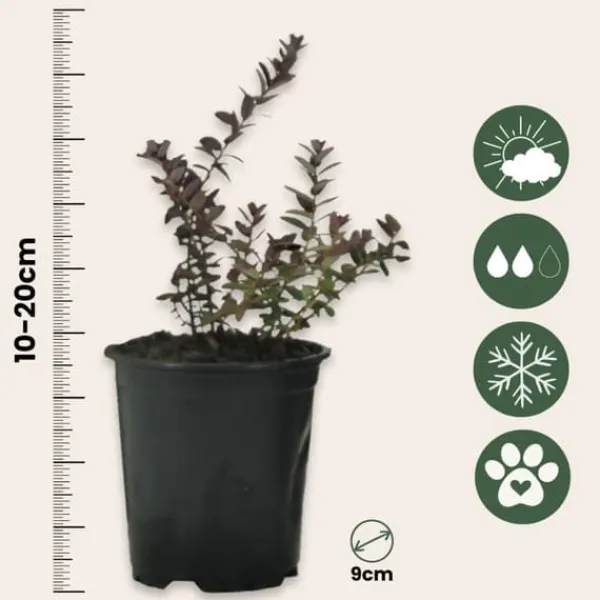 Best Tranebær - Sæt med 3 - Vaccinium macrocarpon 'Cranberry' - Højde 10-20cm - ⌀9cm Buskads