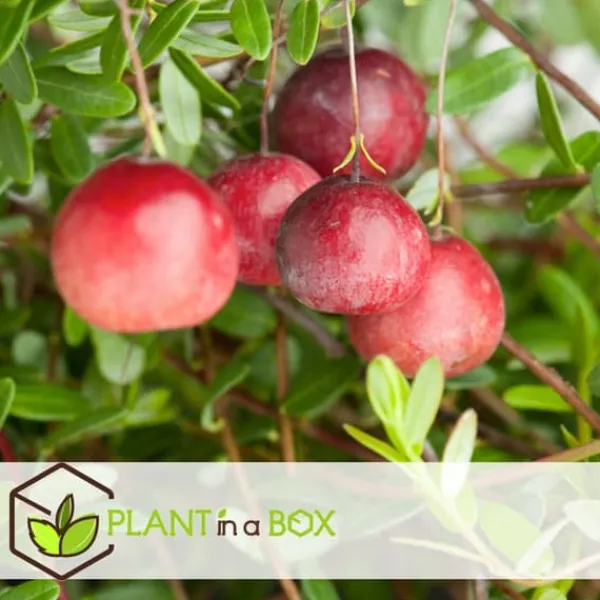 Best Tranebær - Sæt med 3 - Vaccinium macrocarpon 'Cranberry' - Højde 10-20cm - ⌀9cm Buskads