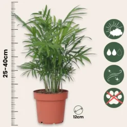 Hot Trendy stueplanter - Sæt med 4 - Højde 25-40cm - ⌀12cm Krukkeplanter Indendørs
