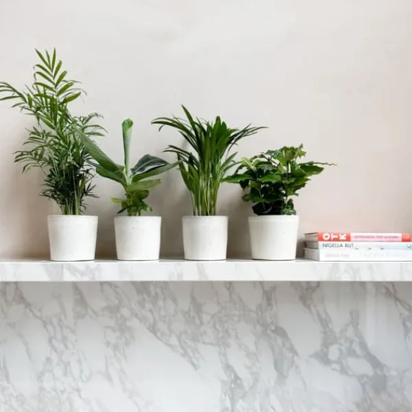 Hot Trendy stueplanter - Sæt med 4 - Højde 25-40cm - ⌀12cm Krukkeplanter Indendørs