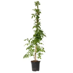 Sale Trompetblomst - Campis radicans 'Flava' - Højde 110-120cm - ⌀17cm Haveplanter