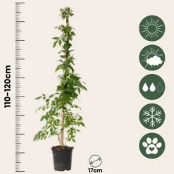 Sale Trompetblomst - Campis radicans 'Flava' - Højde 110-120cm - ⌀17cm Haveplanter