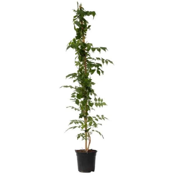 Haveplanter^Trompetblomst - Campsis taglibuana 'Mme Galen' - Højde 110-120cm - ⌀17cm