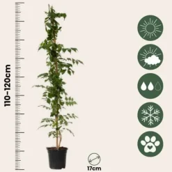 Haveplanter^Trompetblomst - Campsis taglibuana 'Mme Galen' - Højde 110-120cm - ⌀17cm