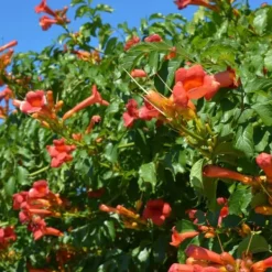 Haveplanter^Trompetblomst - Campsis taglibuana 'Mme Galen' - Højde 110-120cm - ⌀17cm