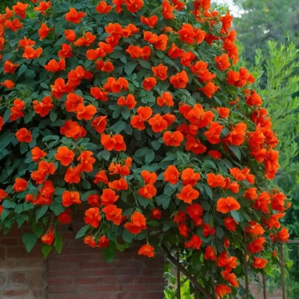 Haveplanter^Trompetblomst - Campsis taglibuana 'Mme Galen' - Højde 110-120cm - ⌀17cm