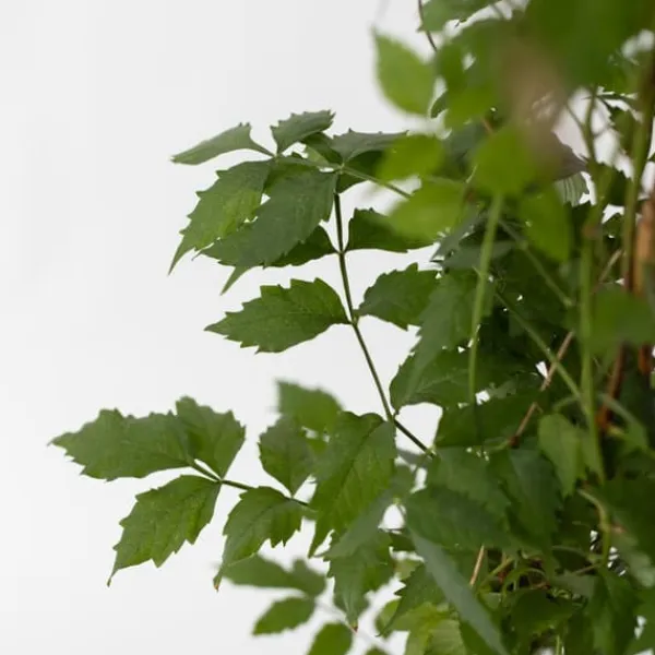 Haveplanter^Trompetblomst - Sæt 2 - Campsis taglibuana 'Mme Galen' - Højde 110-120cm - ⌀17cm