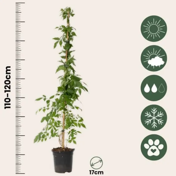 Clearance Trompetblomst - Sæt med 2 - Campis radicans 'Flava' - Højde 110-120cm - ⌀17cm Haveplanter