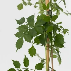 Clearance Trompetblomst - Sæt med 2 - Campis radicans 'Flava' - Højde 110-120cm - ⌀17cm Haveplanter