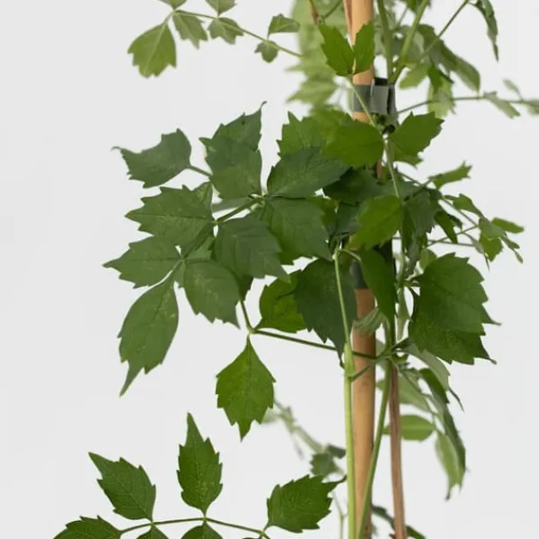 Clearance Trompetblomst - Sæt med 2 - Campis radicans 'Flava' - Højde 110-120cm - ⌀17cm Haveplanter
