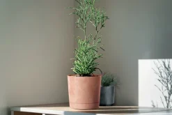 Sale Tubo P Beton Effect 240E rund urtepotte med underkop | Antracit Krukker & Plantebeholdere