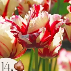 Clearance Tulipanløg - Sæt med 14 - Tulipa 'Estella Rijnveld' - Blomsterløg - Rød Frø