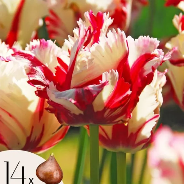 Clearance Tulipanløg - Sæt med 14 - Tulipa 'Estella Rijnveld' - Blomsterløg - Rød Frø