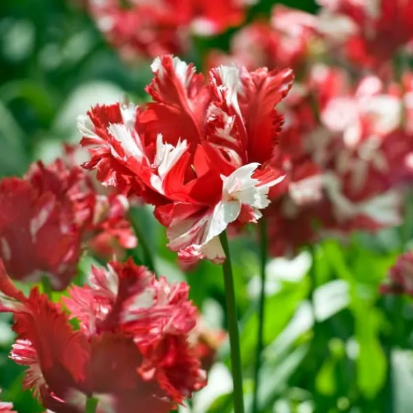 Clearance Tulipanløg - Sæt med 14 - Tulipa 'Estella Rijnveld' - Blomsterløg - Rød Frø