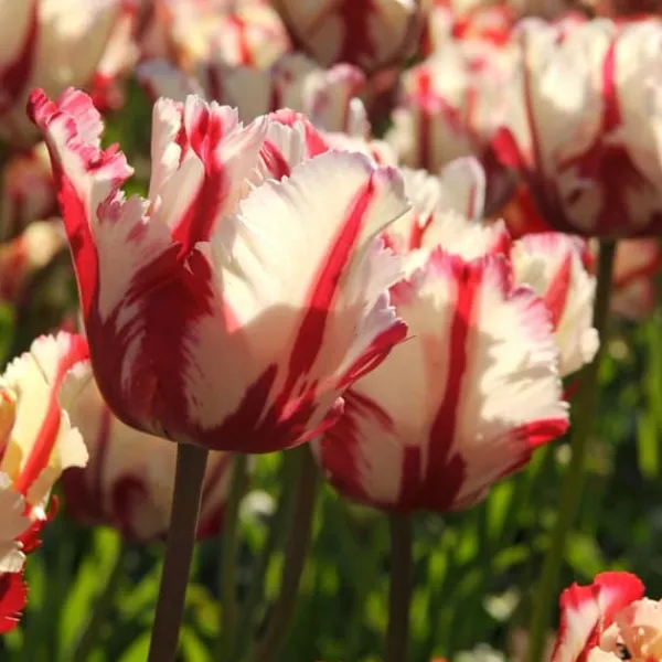 Clearance Tulipanløg - Sæt med 14 - Tulipa 'Estella Rijnveld' - Blomsterløg - Rød Frø