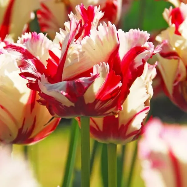 Clearance Tulipanløg - Sæt med 14 - Tulipa 'Estella Rijnveld' - Blomsterløg - Rød Frø