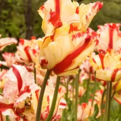 Clearance Tulipanløg - Sæt med 14 - Tulipa 'Estella Rijnveld' - Blomsterløg - Rød Frø