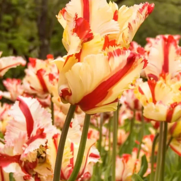 Clearance Tulipanløg - Sæt med 14 - Tulipa 'Estella Rijnveld' - Blomsterløg - Rød Frø