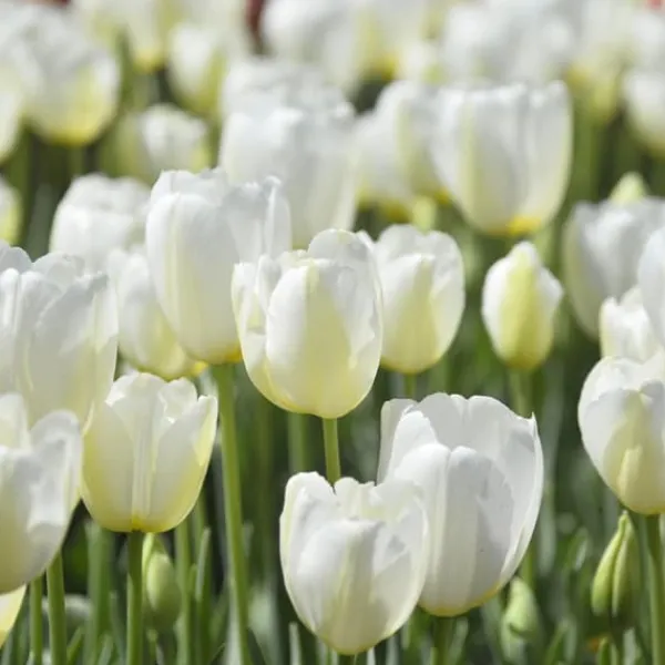 Frø^Tulipanløg - Sæt med 35 - Tulipa 'Pastel' - Blomsterløg - Flerfarvet