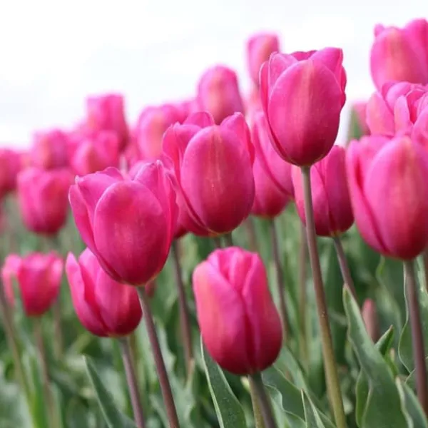 Frø^Tulipanløg - Sæt med 35 - Tulipa 'Pastel' - Blomsterløg - Flerfarvet