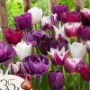 Frø^Tulipanløg - Sæt med 35 - Tulipa 'Blueberry' - Blomsterløg - Lilla
