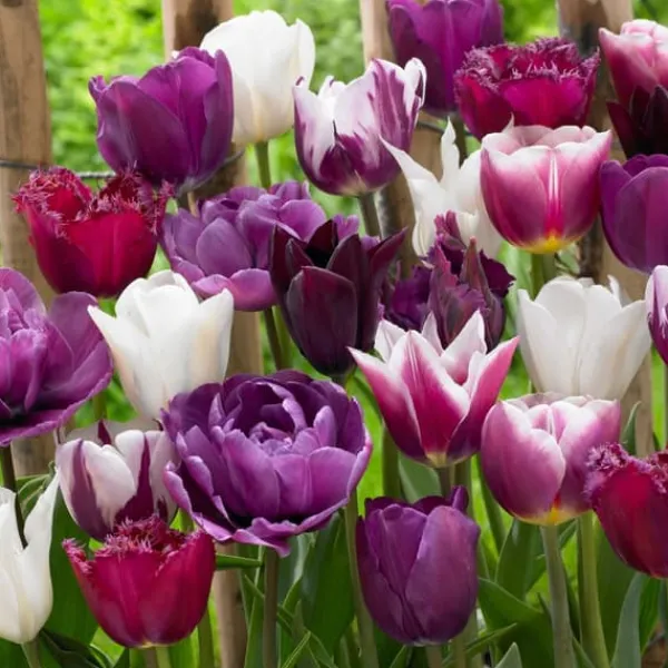 Frø^Tulipanløg - Sæt med 35 - Tulipa 'Blueberry' - Blomsterløg - Lilla