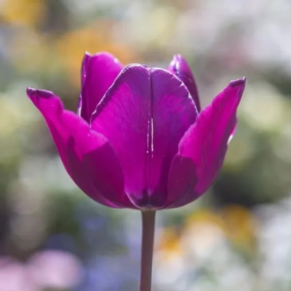 Frø^Tulipanløg - Sæt med 35 - Tulipa 'Blueberry' - Blomsterløg - Lilla