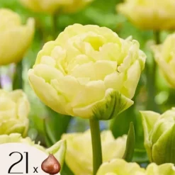 Frø^Tulipanløg - Sæt med 21 - Tulipa 'Avant Garde' - Blomsterløg - Gul