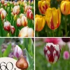 Clearance Tulipanløg - Sæt med 60 - Tulipa 'Flaming Beauty Mix' - Blomsterløg - Flerfarvet Frø