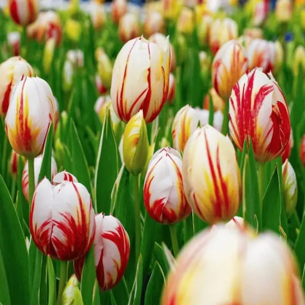 Clearance Tulipanløg - Sæt med 60 - Tulipa 'Flaming Beauty Mix' - Blomsterløg - Flerfarvet Frø