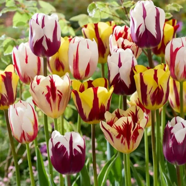 Clearance Tulipanløg - Sæt med 60 - Tulipa 'Flaming Beauty Mix' - Blomsterløg - Flerfarvet Frø