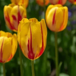 Clearance Tulipanløg - Sæt med 60 - Tulipa 'Flaming Beauty Mix' - Blomsterløg - Flerfarvet Frø