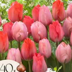 Frø^Tulipanløg - Sæt med 40 - Tulipa 'Salmon', 'Van Eijk' - Blomsterløg - Rød