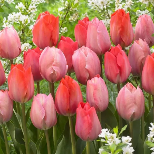 Frø^Tulipanløg - Sæt med 40 - Tulipa 'Salmon', 'Van Eijk' - Blomsterløg - Rød
