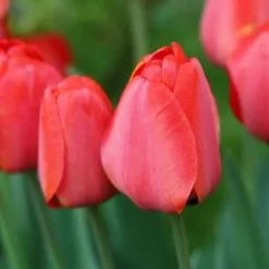 Frø^Tulipanløg - Sæt med 40 - Tulipa 'Salmon', 'Van Eijk' - Blomsterløg - Rød