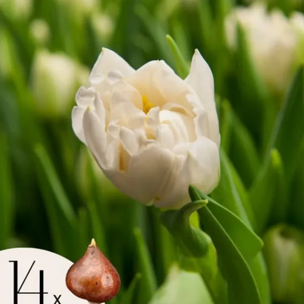 Best Tulipanløg - Sæt med 14 - Tulipa 'Northcap' - Blomsterløg - Gul Frø
