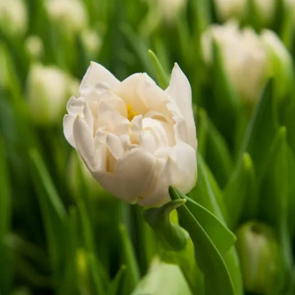 Best Tulipanløg - Sæt med 14 - Tulipa 'Northcap' - Blomsterløg - Gul Frø