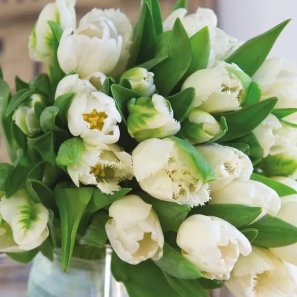 Best Tulipanløg - Sæt med 14 - Tulipa 'Northcap' - Blomsterløg - Gul Frø