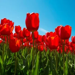 Outlet Tulipanløg - Sæt med 14 - Tulipa 'Red Impression' - Blomsterløg - Rød Frø