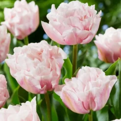 Frø^Tulipanløg - Sæt med 15 - Tulipa 'Dreamer' - Blomsterløg - Lyserød