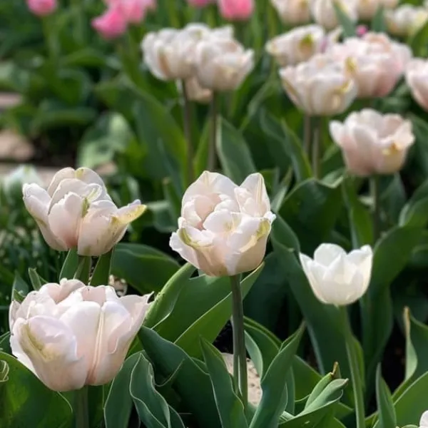 Frø^Tulipanløg - Sæt med 15 - Tulipa 'Dreamer' - Blomsterløg - Lyserød