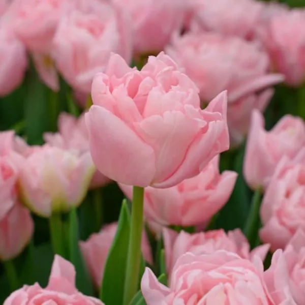 Frø^Tulipanløg - Sæt med 15 - Tulipa 'Dreamer' - Blomsterløg - Lyserød