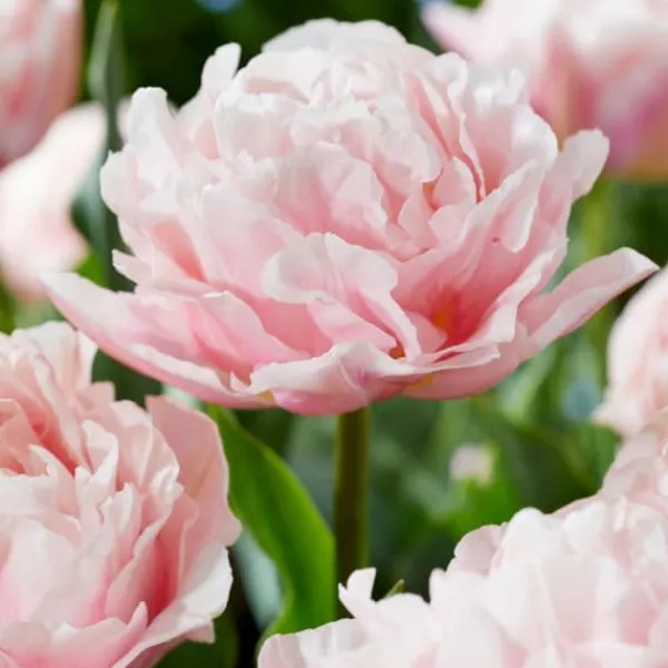 Sale Tulipanløg - Sæt med 25 - Tulipa 'Dreamer' - Blomsterløg - Lyserød Frø