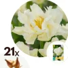 Best Tulipanløg - Sæt med 21 - Tulipa 'Northcap' - Blomsterløg - Gul Frø